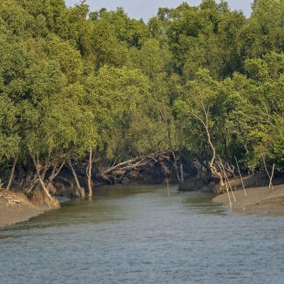Sundarban